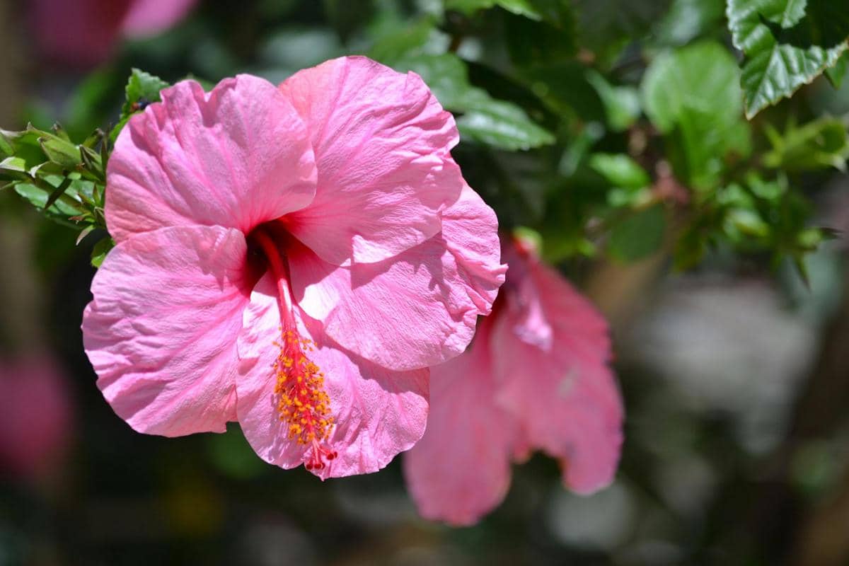 ilustrasi kembang sepatu pink