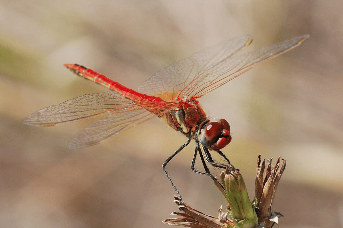 capung darter merah