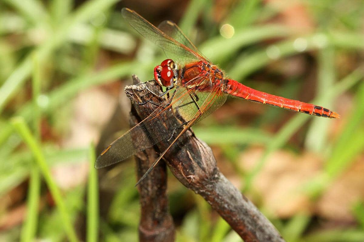 capung darter merah