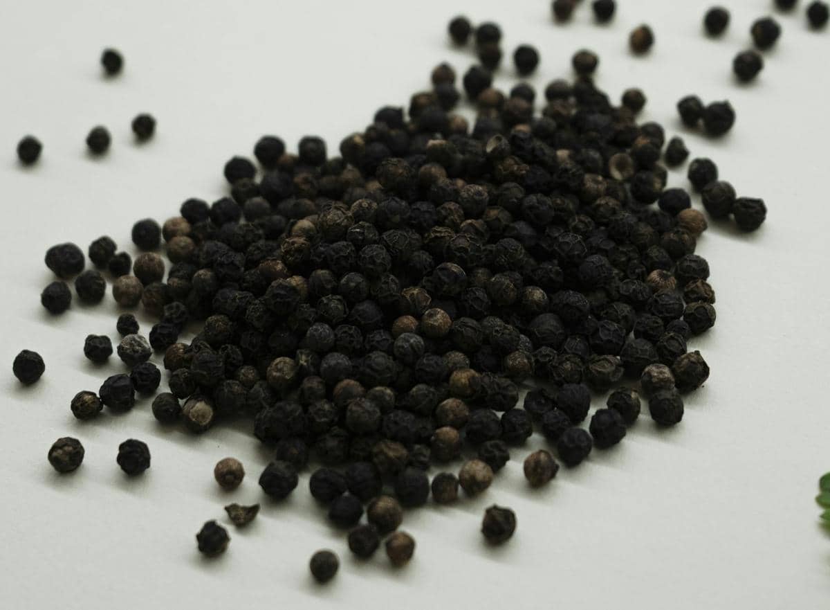 Ilustrasi mengolah lada hitam