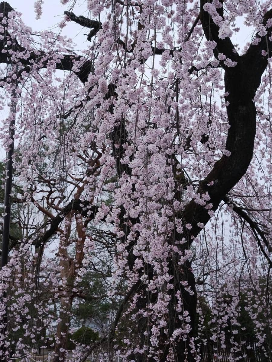 Raya Kohandi iburan di Jepang