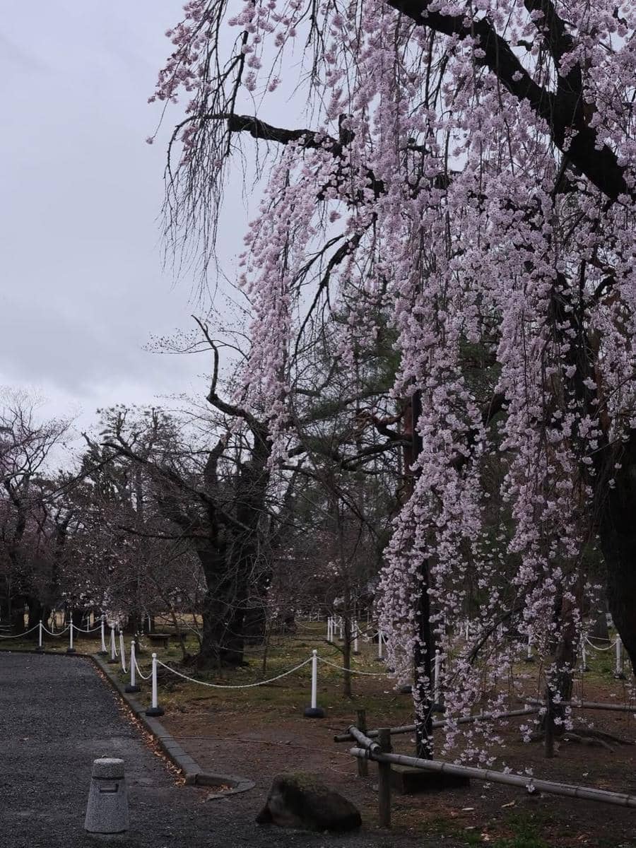 Raya Kohandi iburan di Jepang