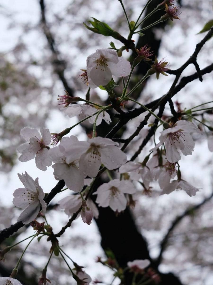 Raya Kohandi iburan di Jepang