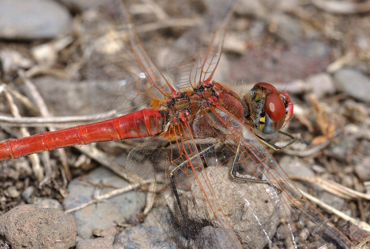 capung darter merah