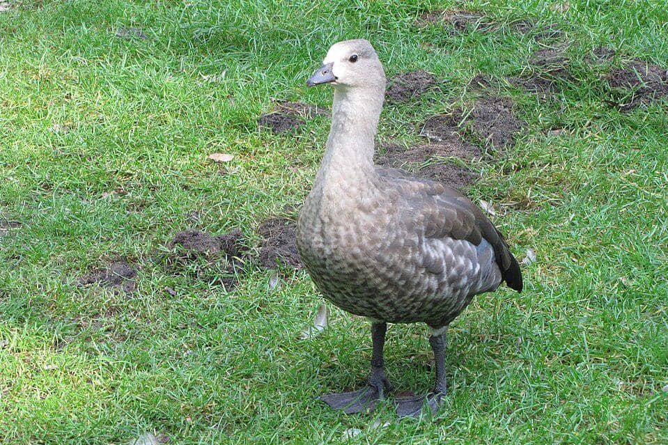 angsa bersayap biru yang masih remaja