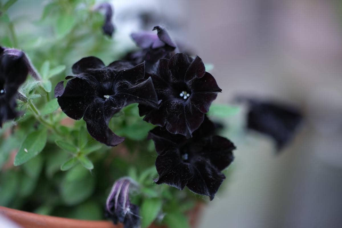 5 Tanaman Hias dengan Bunga Warna Hitam yang Elegan dan Memesona