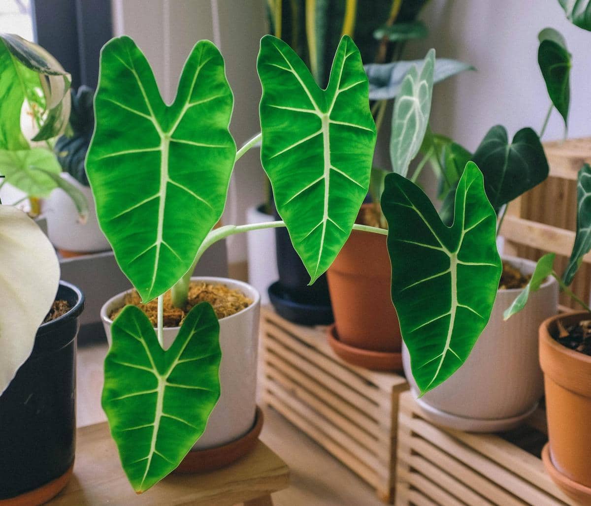 ilustrasi alocasia 