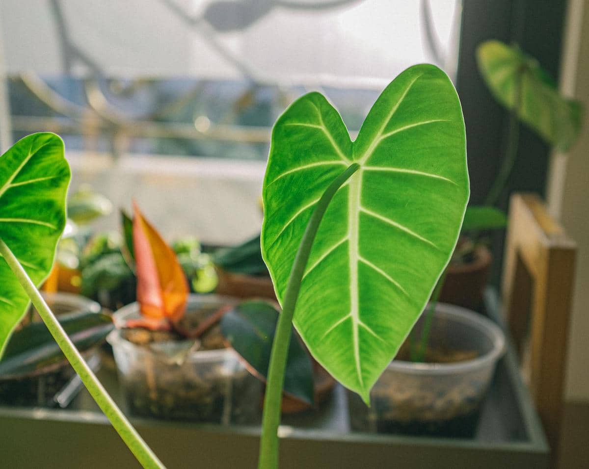 Alocasia Addiction, Penyakit Penggemar Tanaman Hias Bikin Dompet Tipis