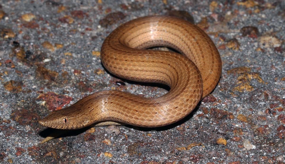 5 Fakta Kadal Pensil Burton, Reptil Unik yang Sering Dikira Ular