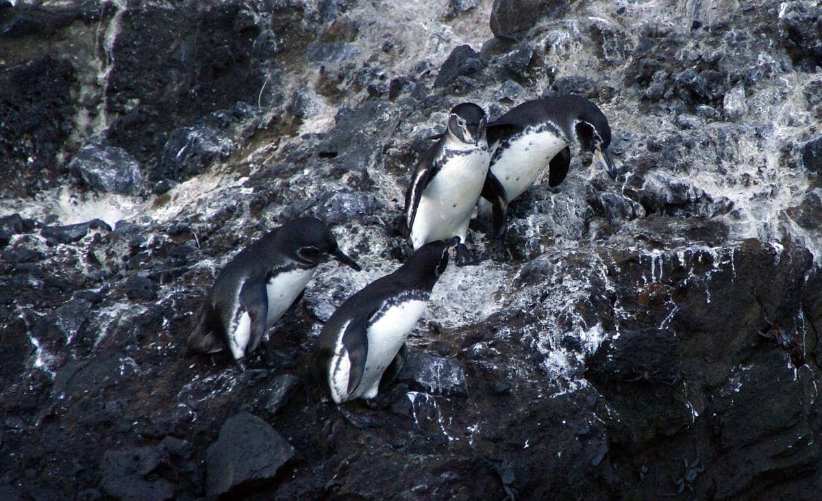 penguin Galapagos