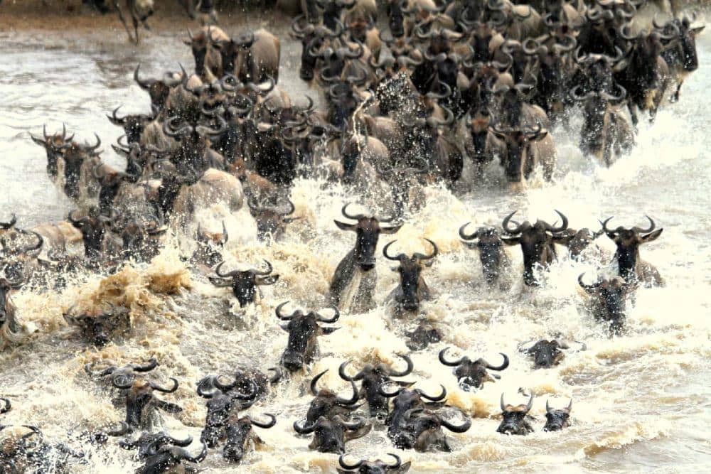 migrasi besar wildebeest