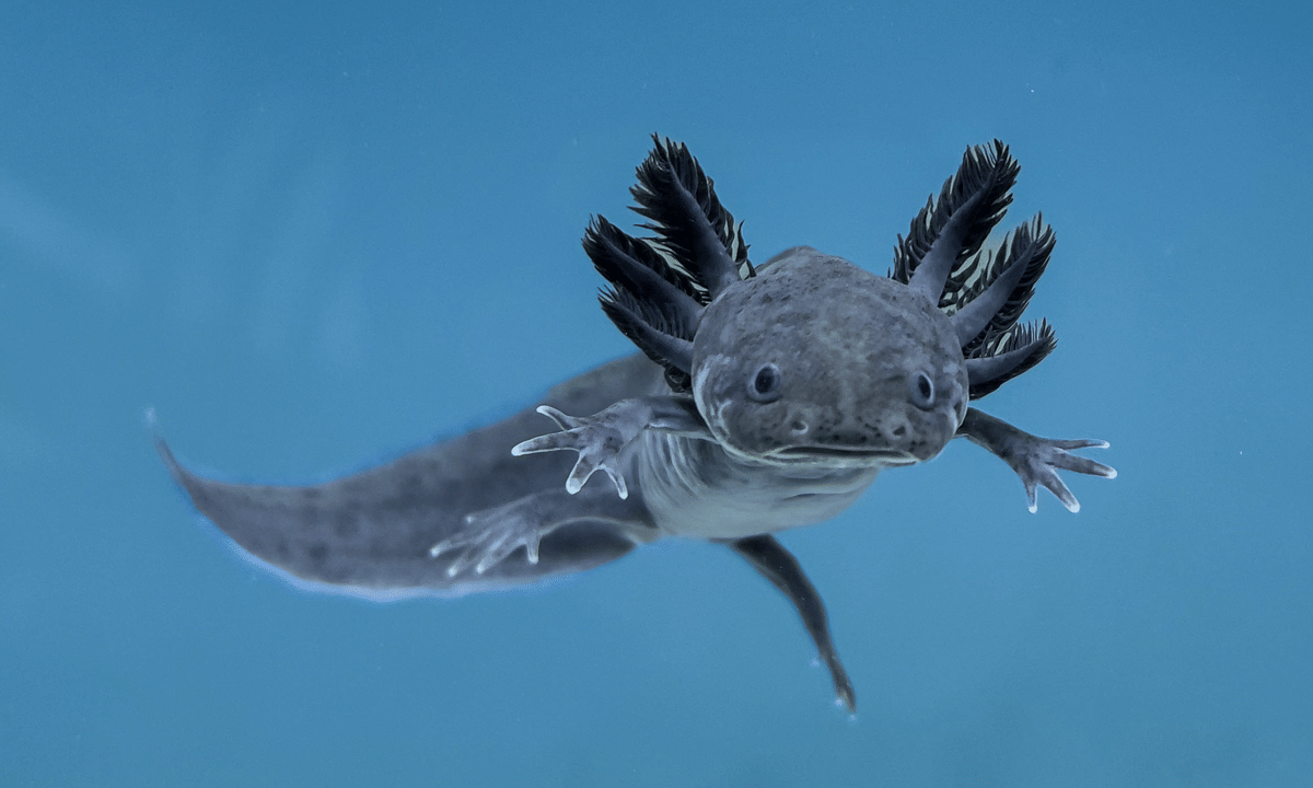 ilustrasi axolotl