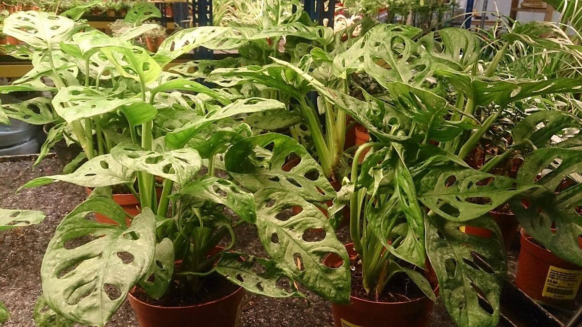 5 Tanaman Hias dengan Daun Berlubang, Cocok untuk Dekorasi Rumah