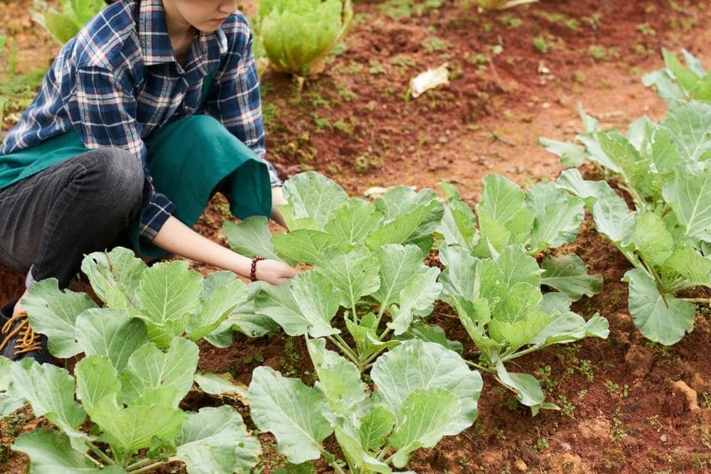 5 Cara Rawat Kebun Sayur di Musim Hujan, Biar Gak Gagal Panen!