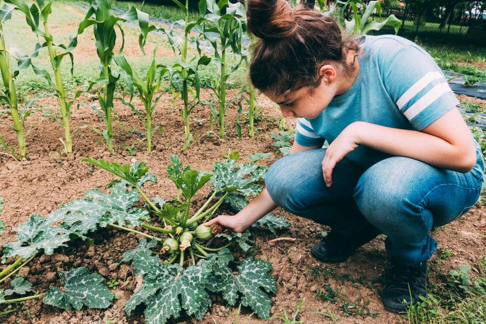 ilustrasi mengecek tanaman