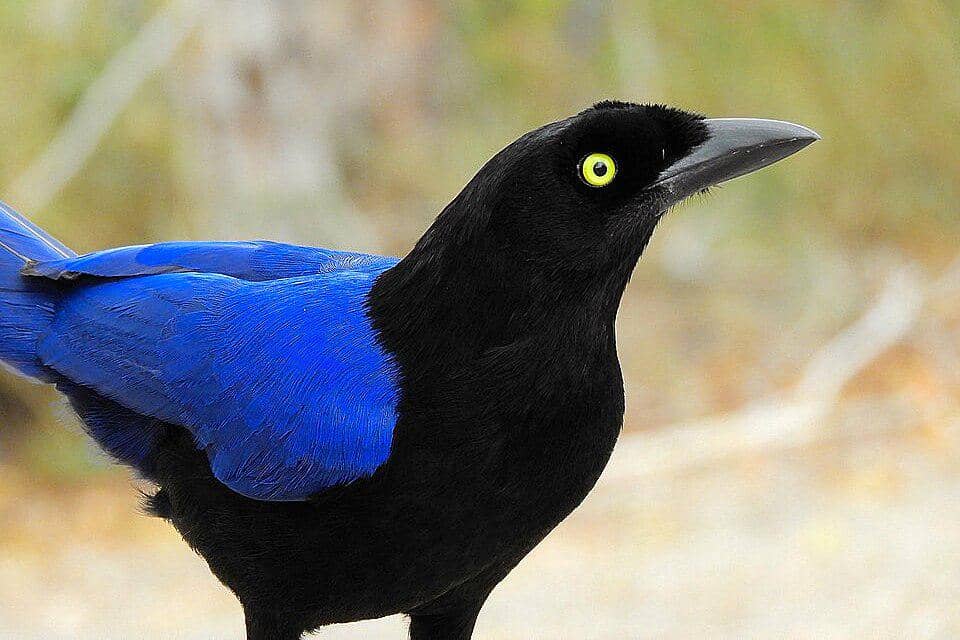 tampak dekat jay punggung-ungu