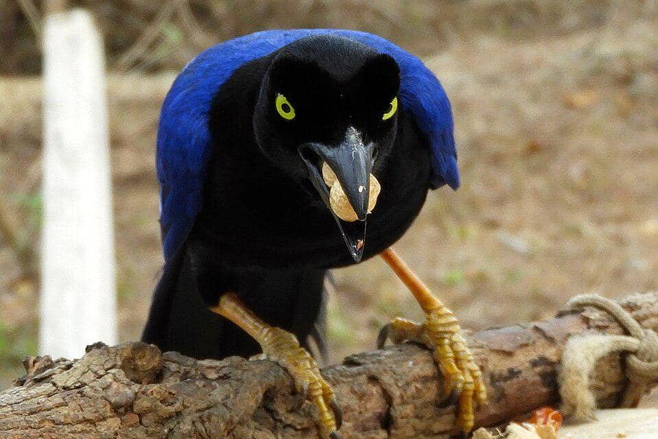 Jay punggung-ungu membawa kacang di paruhnya.