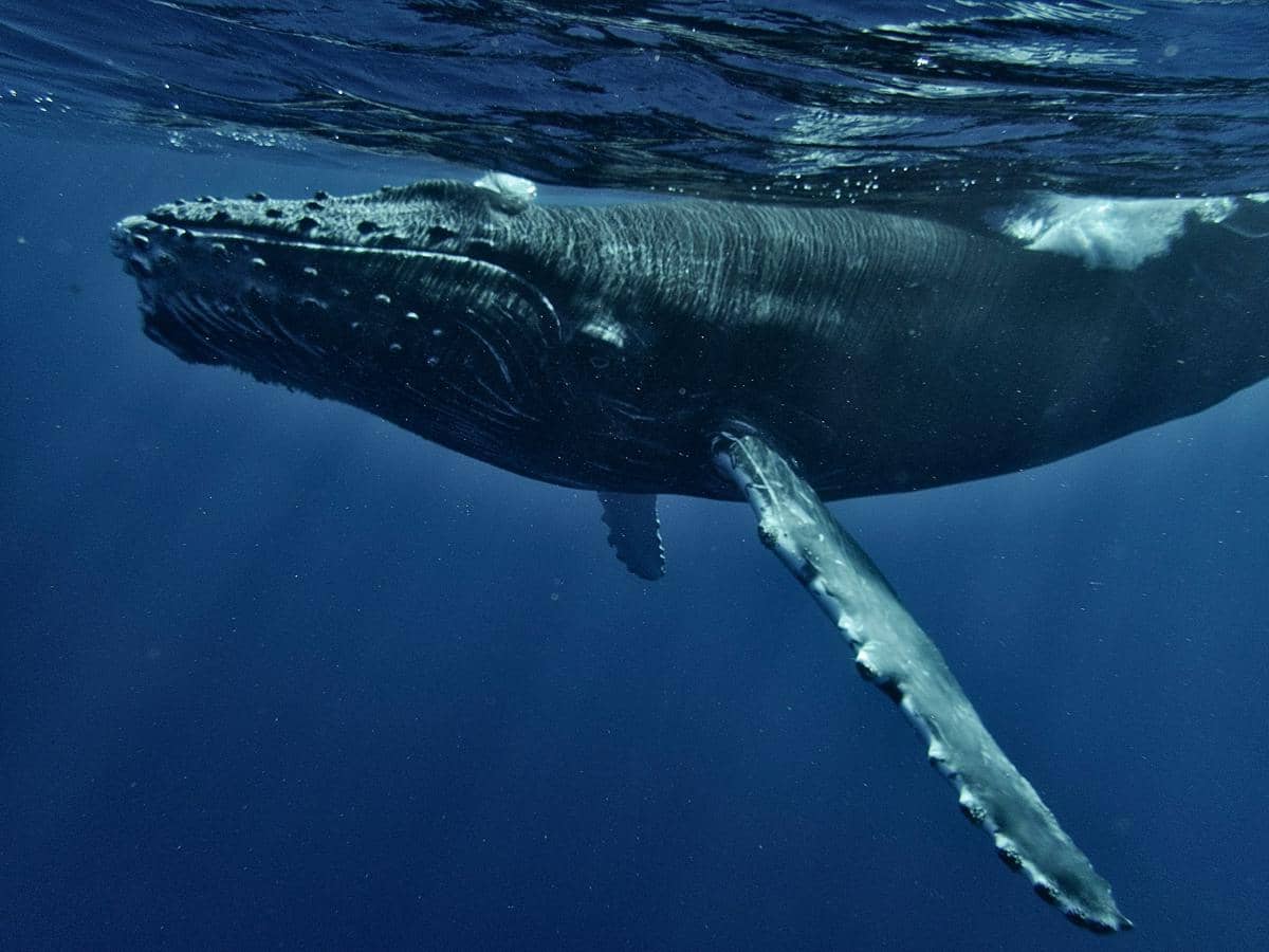 5 Fakta Unik Blue Whale yang Jarang Diketahui Banyak Orang