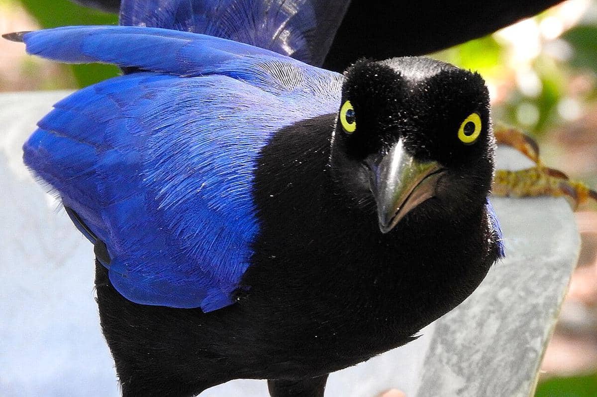 5 Fakta Unik Jay Punggung-ungu, Burung Fotogenik dari Hutan Meksiko