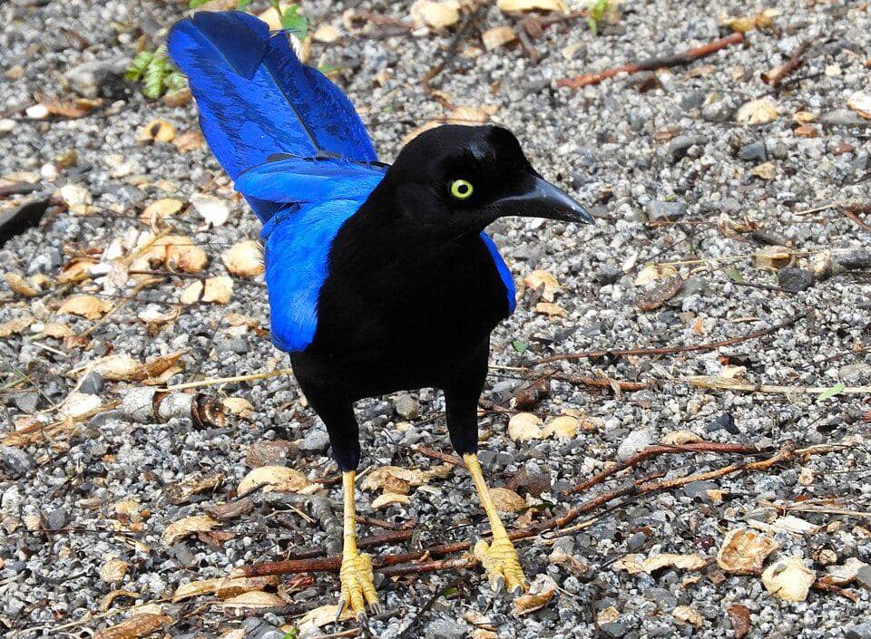 tampilan sekujur tubuh jay punggung-ungu