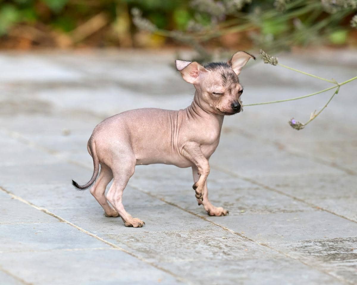 Xoloitzcuintli 