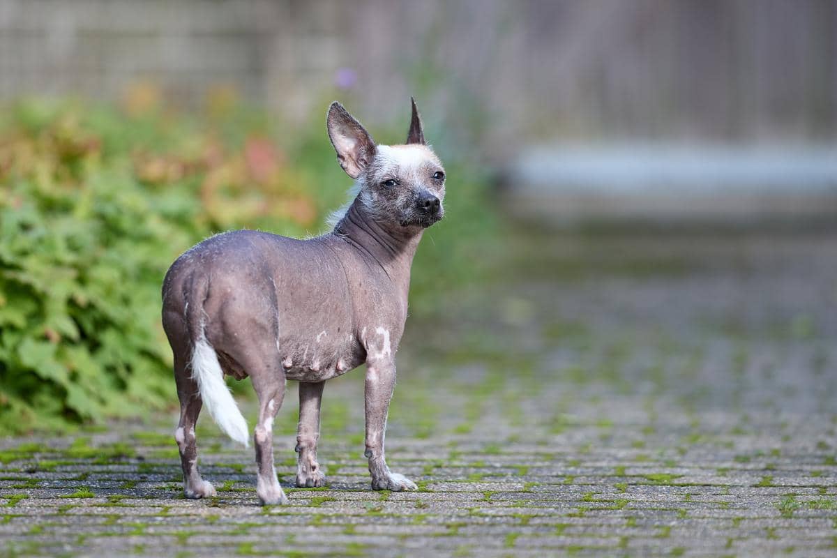 Xoloitzcuintli 