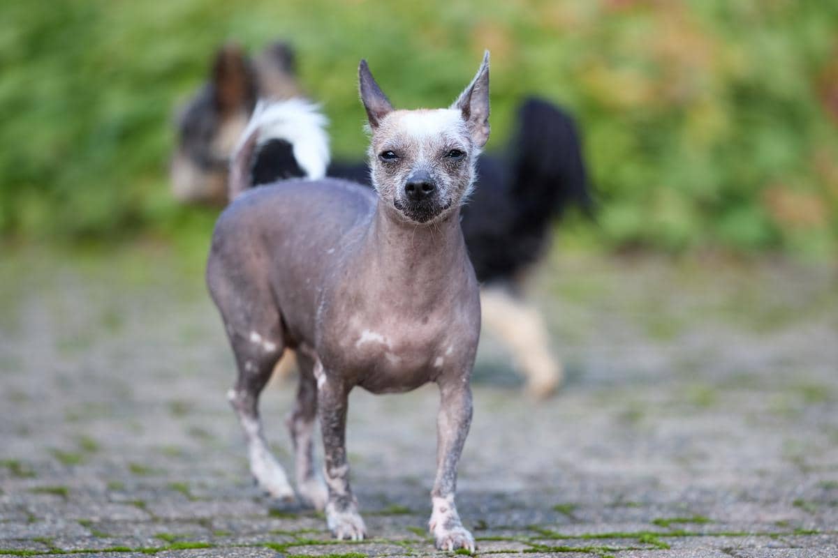 Xoloitzcuintli 