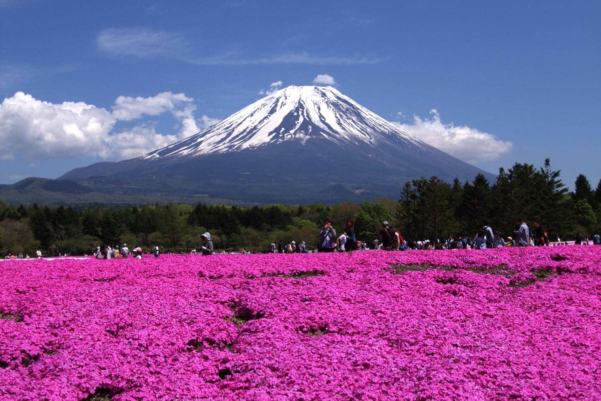 ilustrasi Fuji Shibazakura Festival