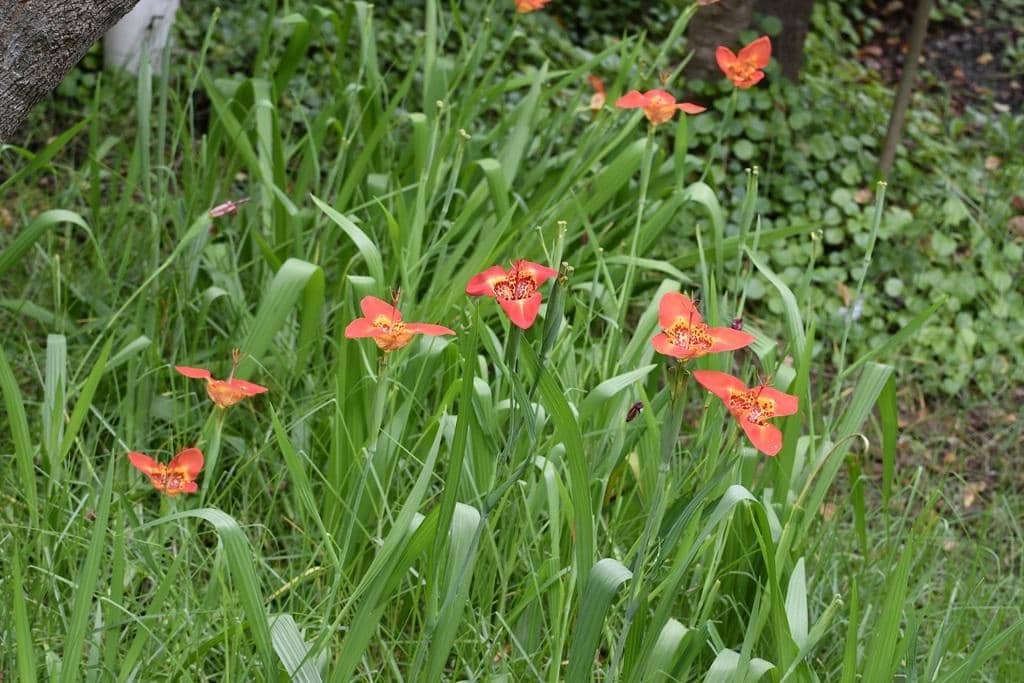 Bunga Tigridia pavonia