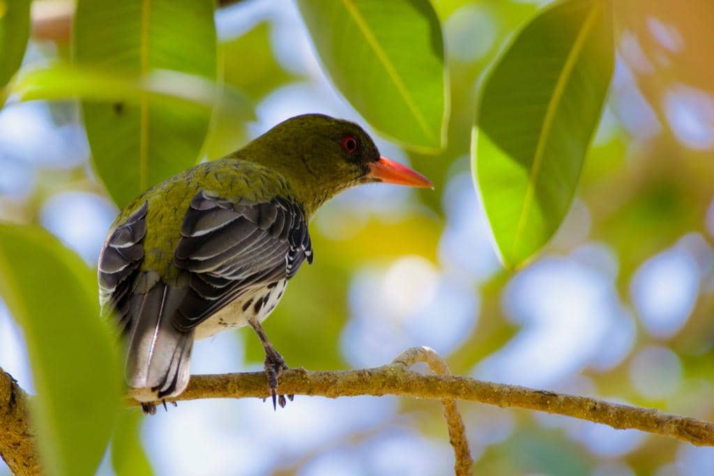 Burung Oriolus sagittatus