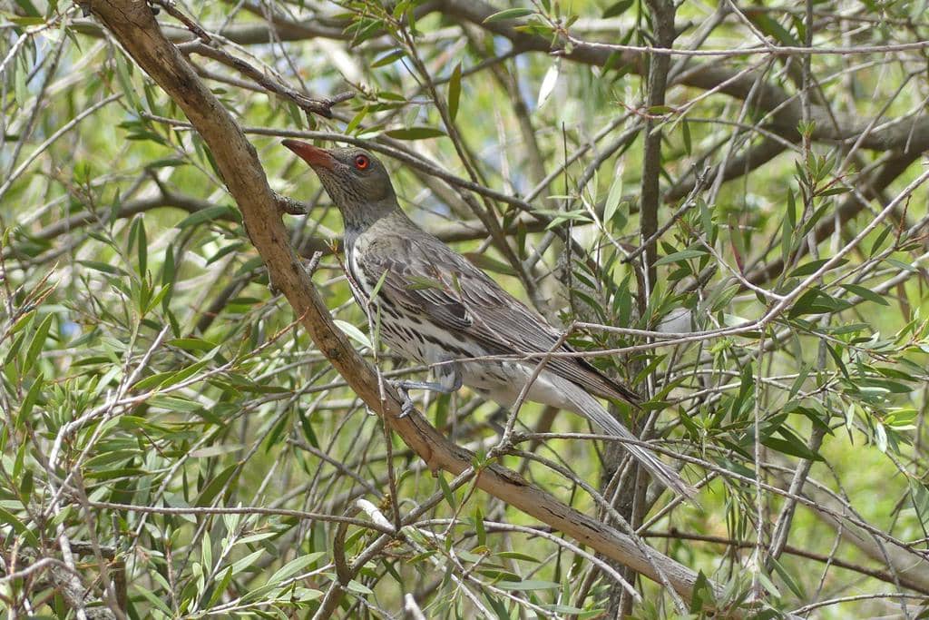 Burung Oriolus sagittatus