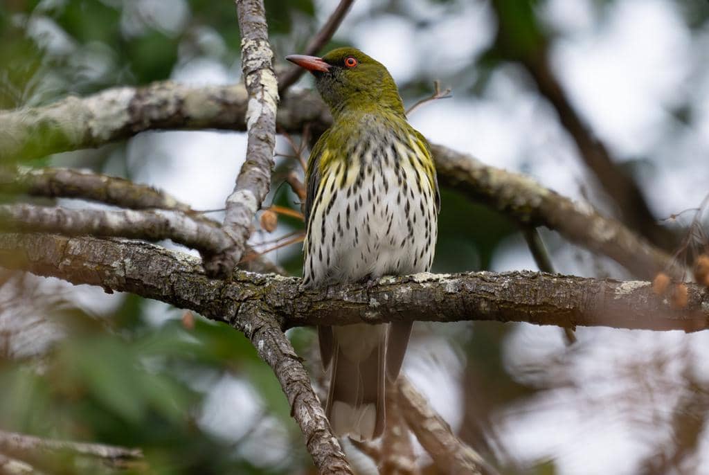 Burung Oriolus sagittatus