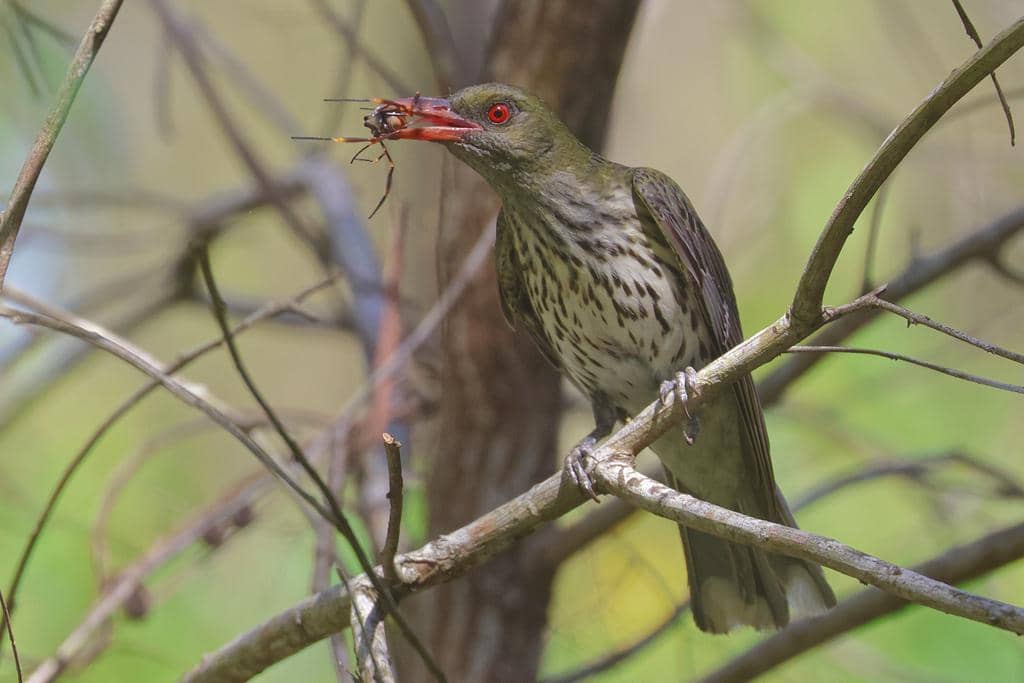 Burung Oriolus sagittatus