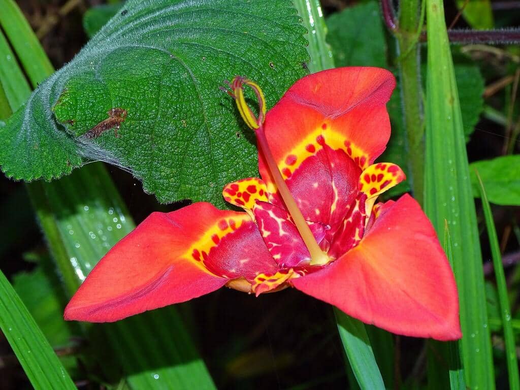 Bunga Tigridia pavonia