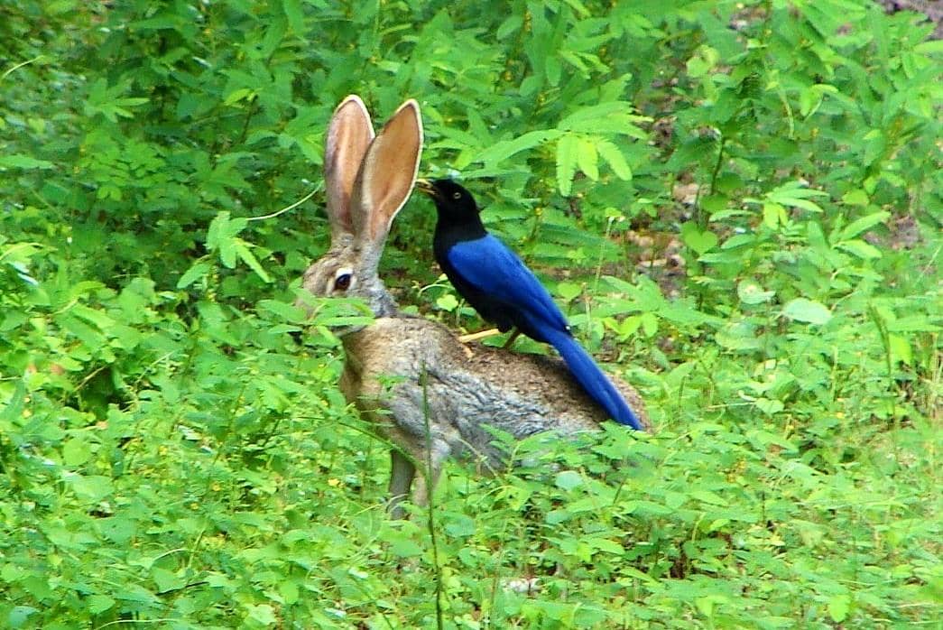 Jay punggung-ungu bertengger di punggung terwelu.