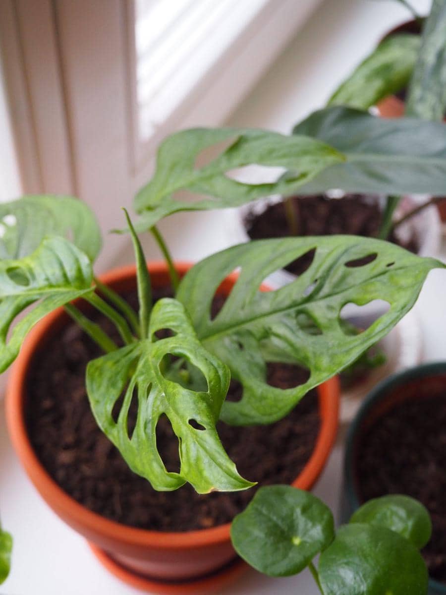 ilustrasi monstera adansonii