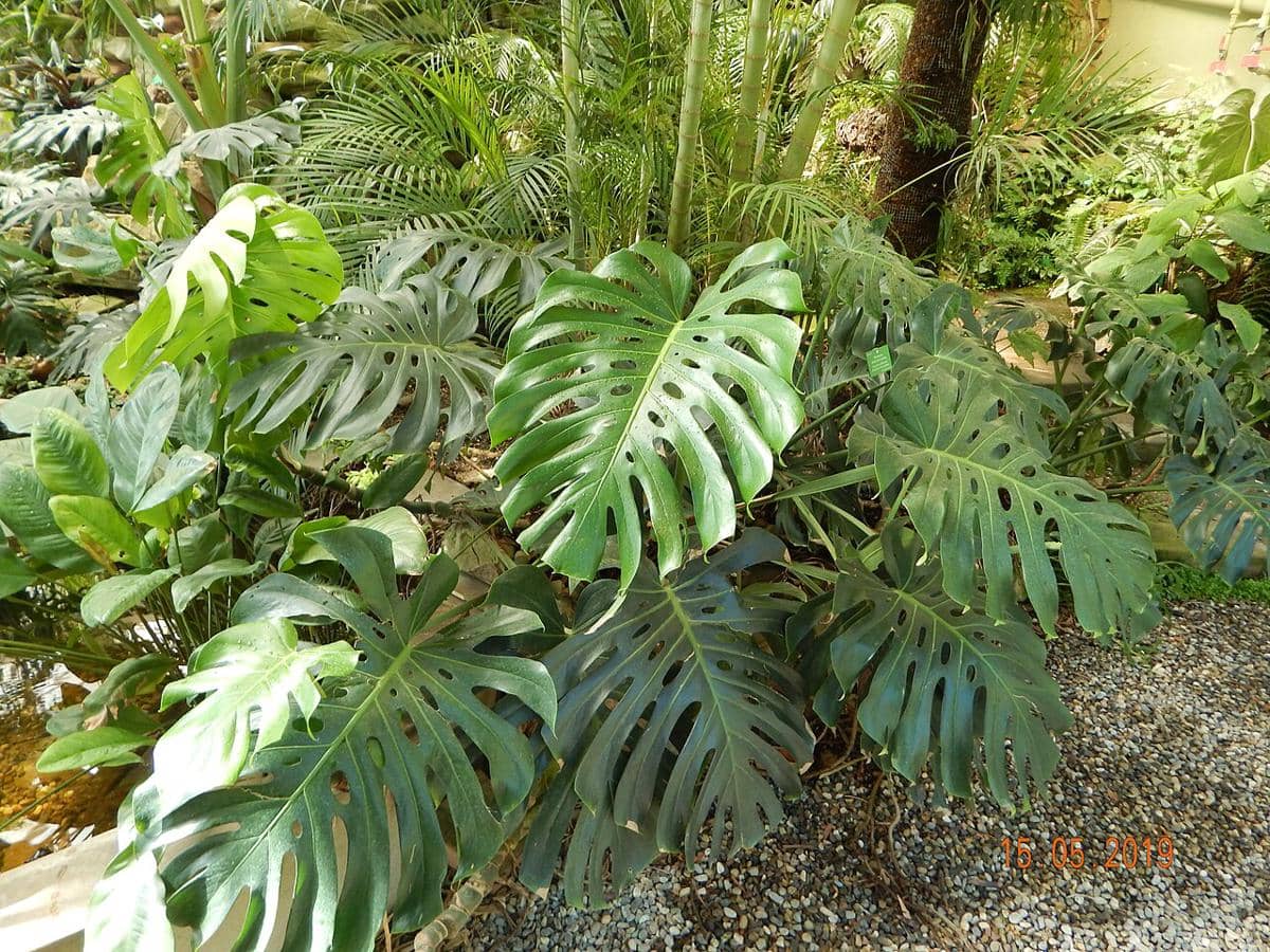 ilustrasi monstera deliciosa