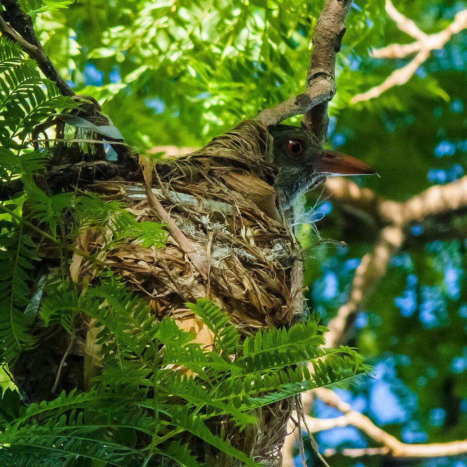 Sarang Burung Oriolus sagittatus