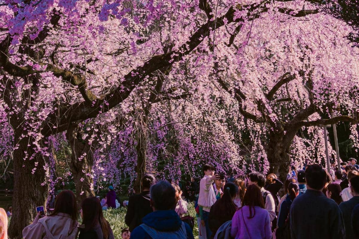 5 Lokasi Hanami Terbaik di Shinjuku Gyoen Tokyo yang Wajib Dikunjungi