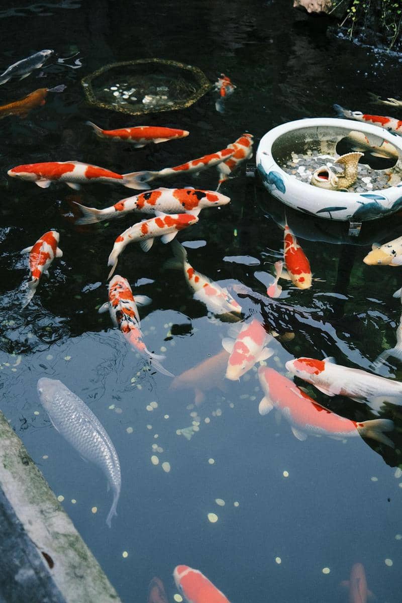 ilustrasi kolam ikan