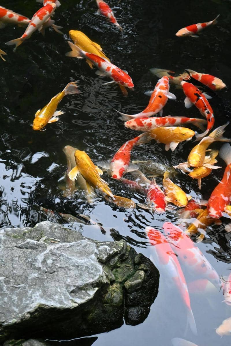 ilustrasi kolam ikan