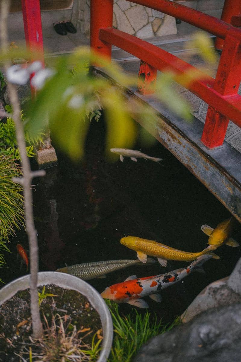 ilustrasi kolam ikan