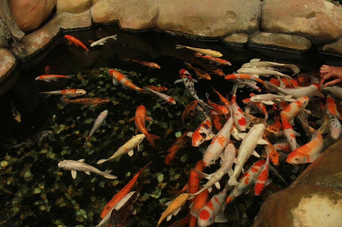 5 Inspirasi Kolam Ikan Minimalis di Teras Rumah, Auto Rileks!