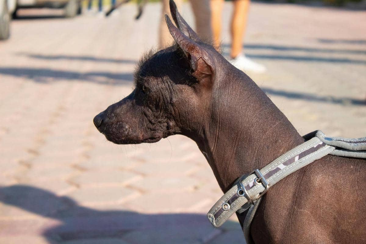 Xoloitzcuintli 