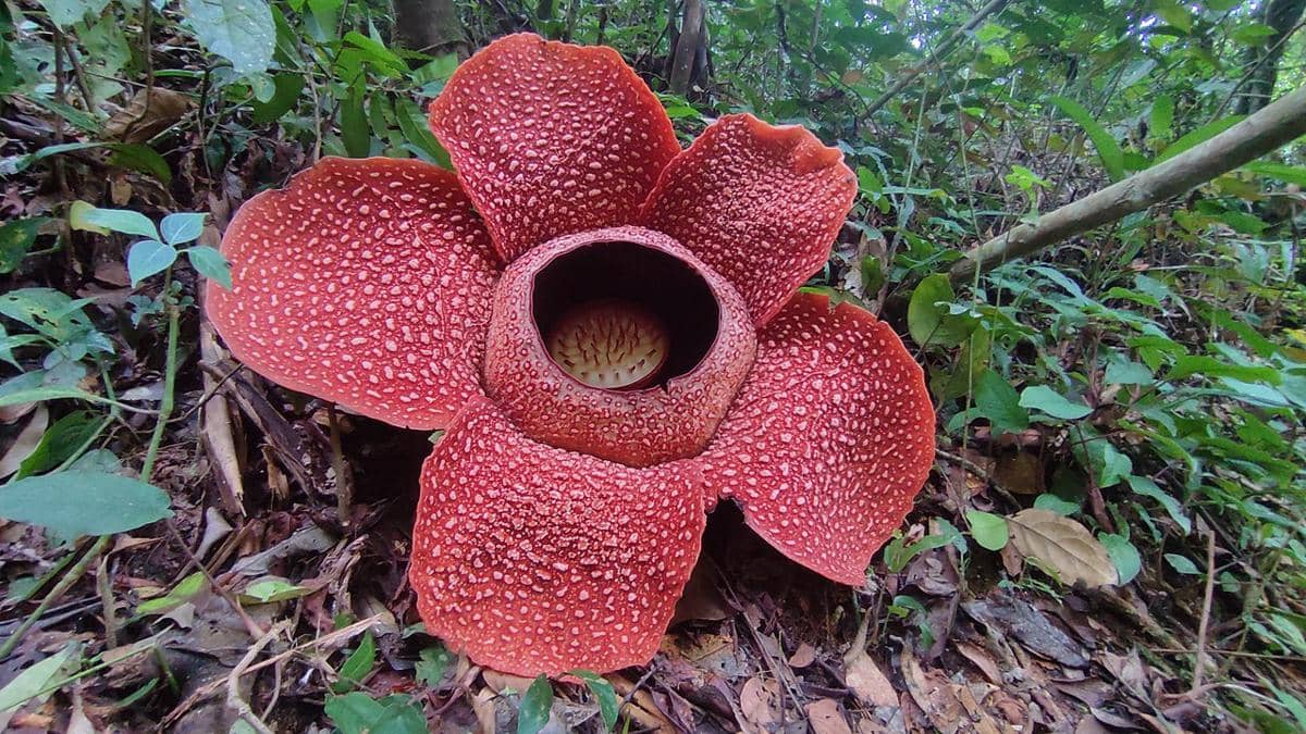 2 Bunga Langka Rafflesia Arnoldii Mekar Sempurna di Hutan Palupuh Sumbar