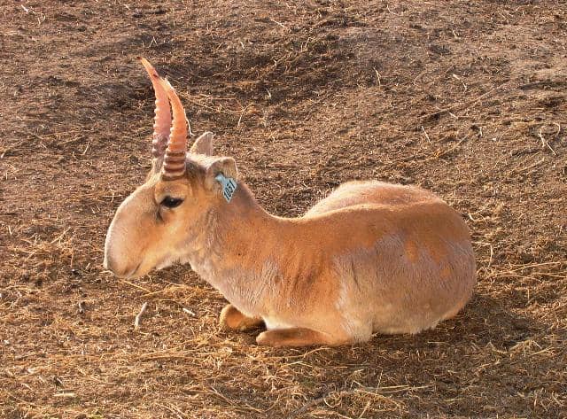 antelop saiga