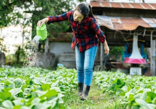 ilustrasi menyiram tanaman sayur