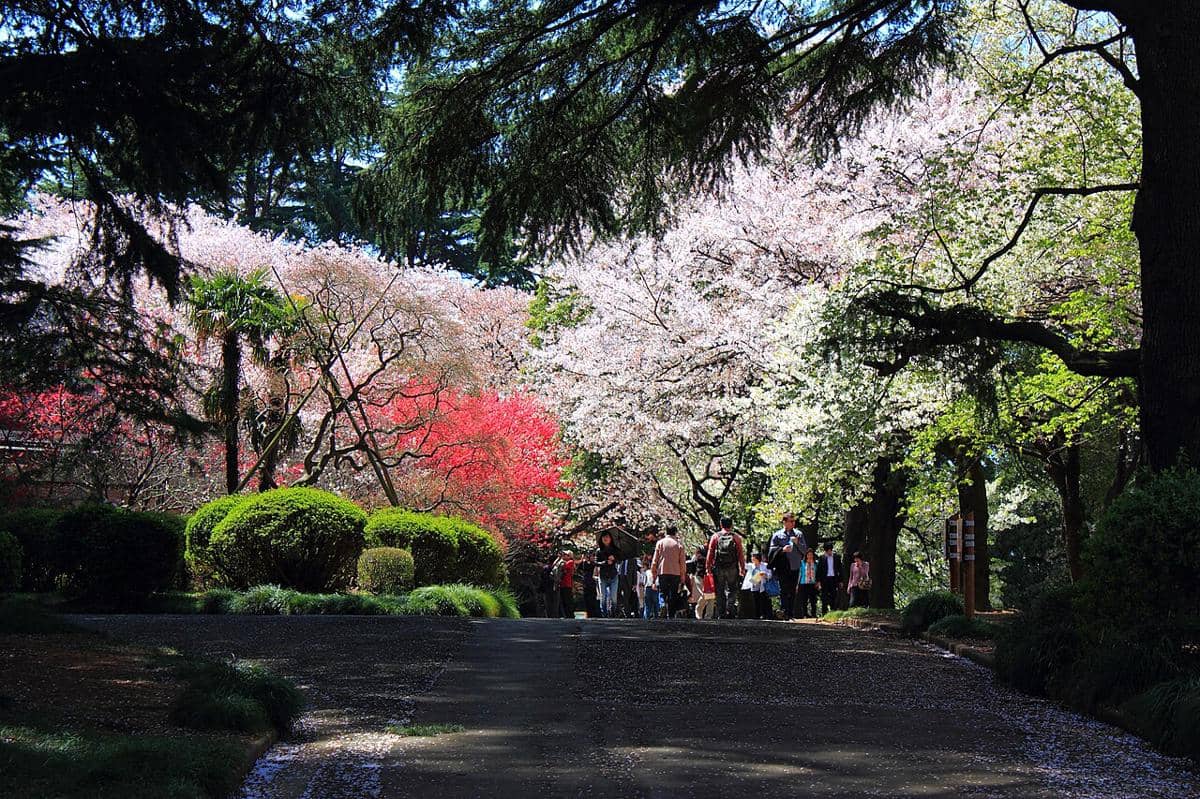 Shinjuku Gyoen Tokyo