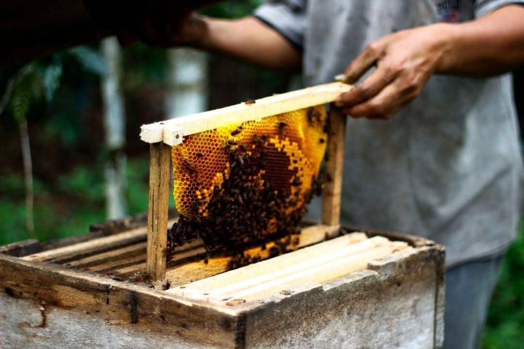 budidaya lebah madu Desa Wisata Pucak Tinggan (instagram.com/dewicakti_bali)