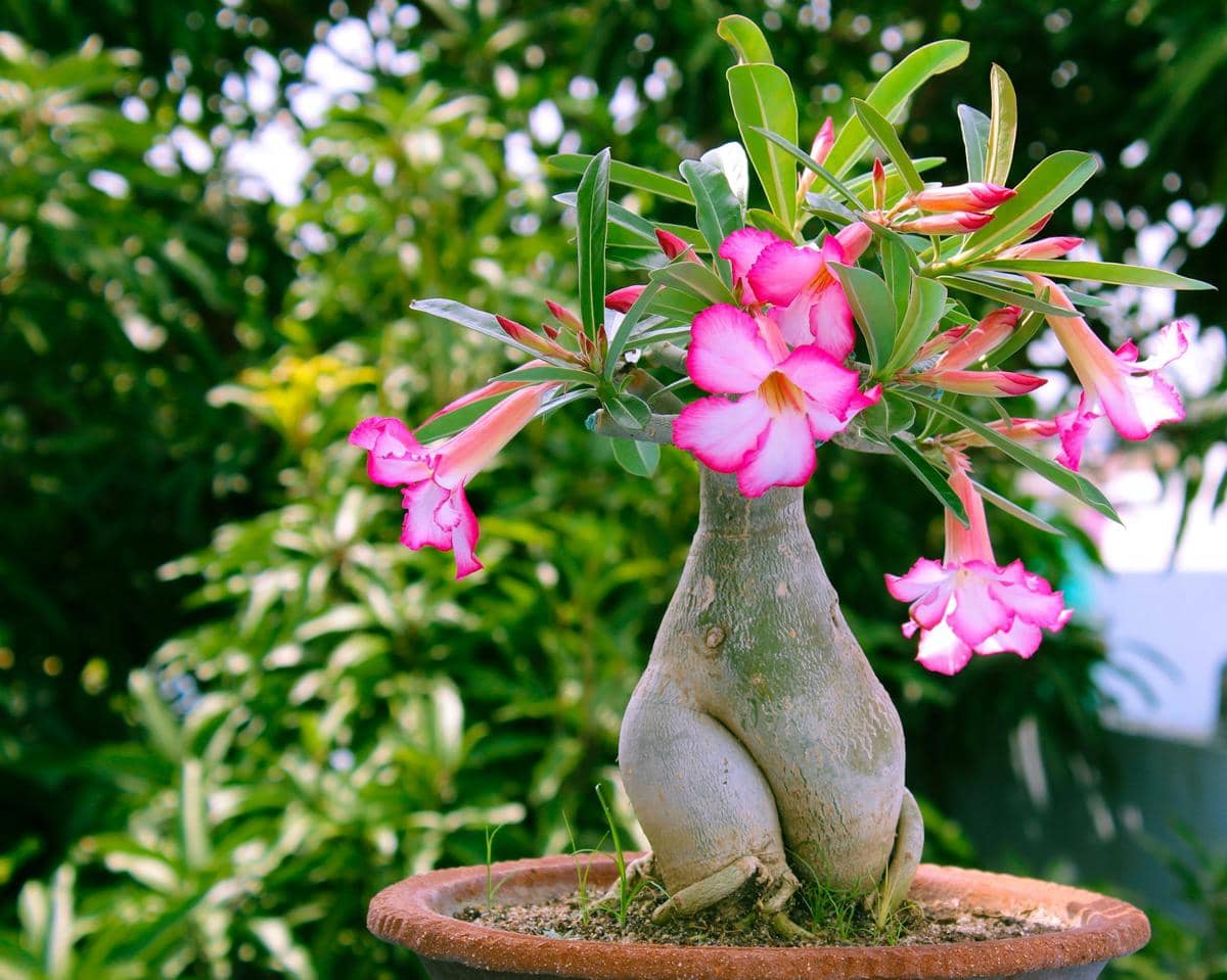 ilustrasi adenium